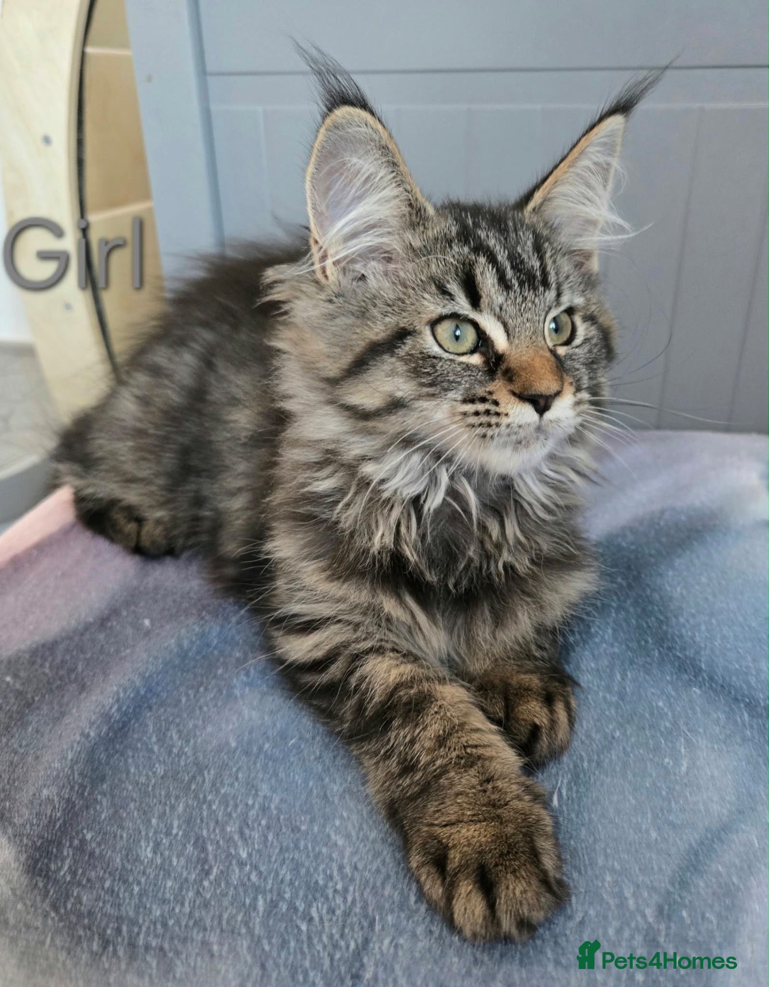 Maine Coon cats for sale: 2 TICA registered Maine Coon kittens left. - Advert 1
