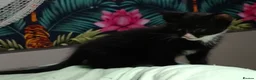 Mixed Breed cats for sale: 3 beautiful kittens £70 each  - Advert 7