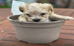 Jackapoo dogs for sale: Three jackapoo puppies - Image 8