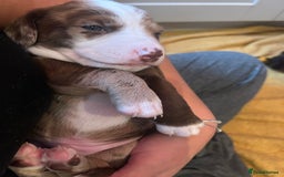 Mixed Breed dogs for sale: Dachshund puppies  - Image 9