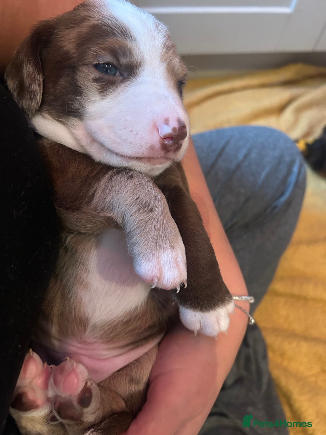 Mixed Breed dogs for sale: Dachshund puppies  - Image 9