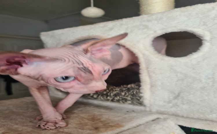 Sphynx cats - Advert 3
