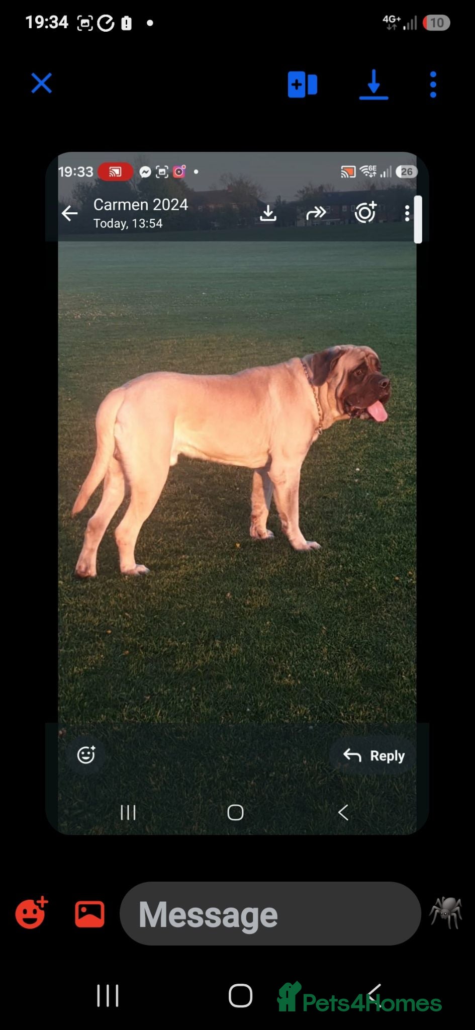 Mastiff dogs English mastiff - Advert 1
