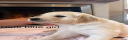 Golden Retriever dogs for sale:     Stunning KC Registered Golden Retriever Pups - Advert 22