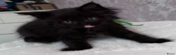 Maine Coon cats for sale: Maine Coon Kittens-Black Smoke&Cream Silver - Advert 22