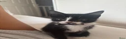 Mixed Breed cats for sale: Kitten rehoming  - Advert 9