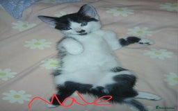 Mixed Breed cats for sale: 5 cats for sale (emergency sale) - Image 3