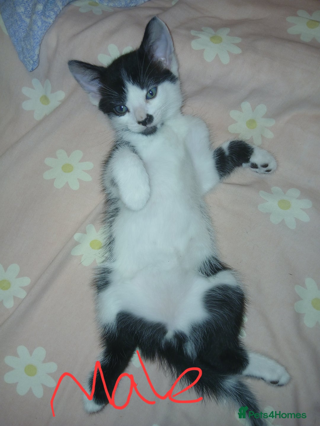 Mixed Breed cats for sale: 5 cats for sale (emergency sale) - Image 3