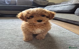 Cavapoo dogs for sale: 1 GIRL LEFT! 😍 BEAUTIFUL F1B CAVAPOO PUPS  in Southport - Image 1