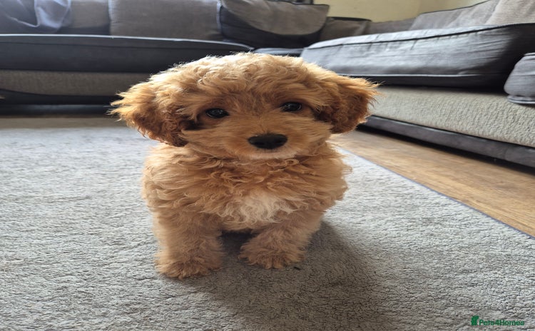 Cavapoo dogs in Southport - Advert 3