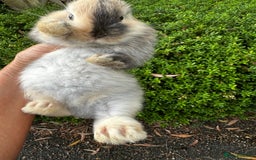 Mini Lion Lop rabbits for sale: Pure bred mini lop bunnies in Uckfield - Image 16