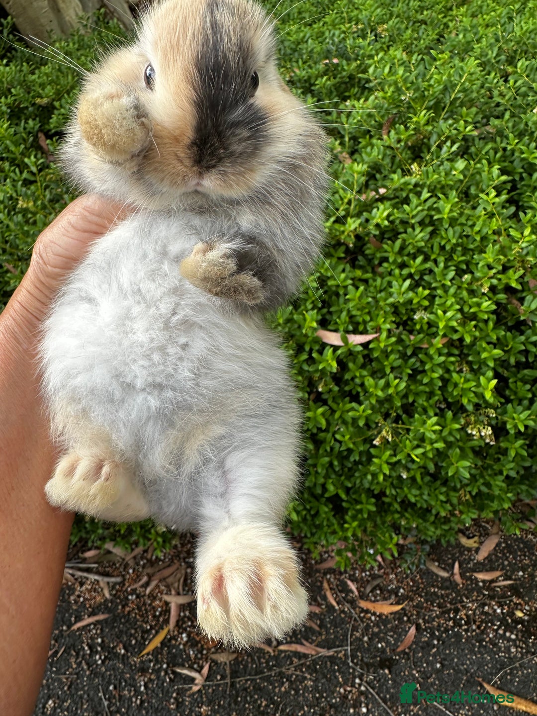 Mini Lion Lop rabbits for sale: Pure bred mini lop bunnies in Uckfield - Image 16
