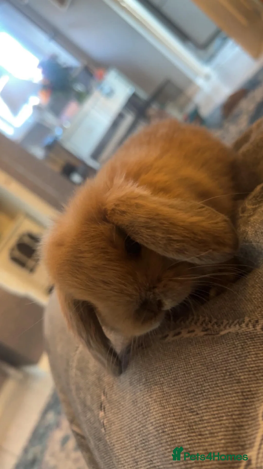 Netherland Dwarf rabbits for sale: Rabbits for sale - Advert 1