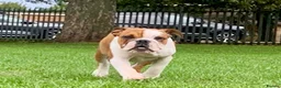 English Bulldog dogs for sale: Kc Registered Red & White Female British Bulldog - Advert 4