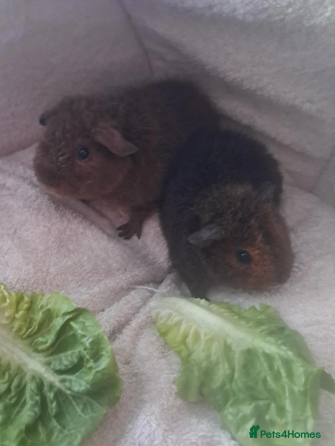 Guinea Pig rodents for sale: BEAUTIFUL BABY TEDDIES - Advert 1