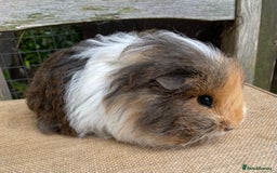 Guinea Pig rodents for sale: Lovely baby girls - Image 6