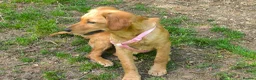 Mixed Breed dogs for adoption: Iara - setter mix puppy in Brampton - Advert 6