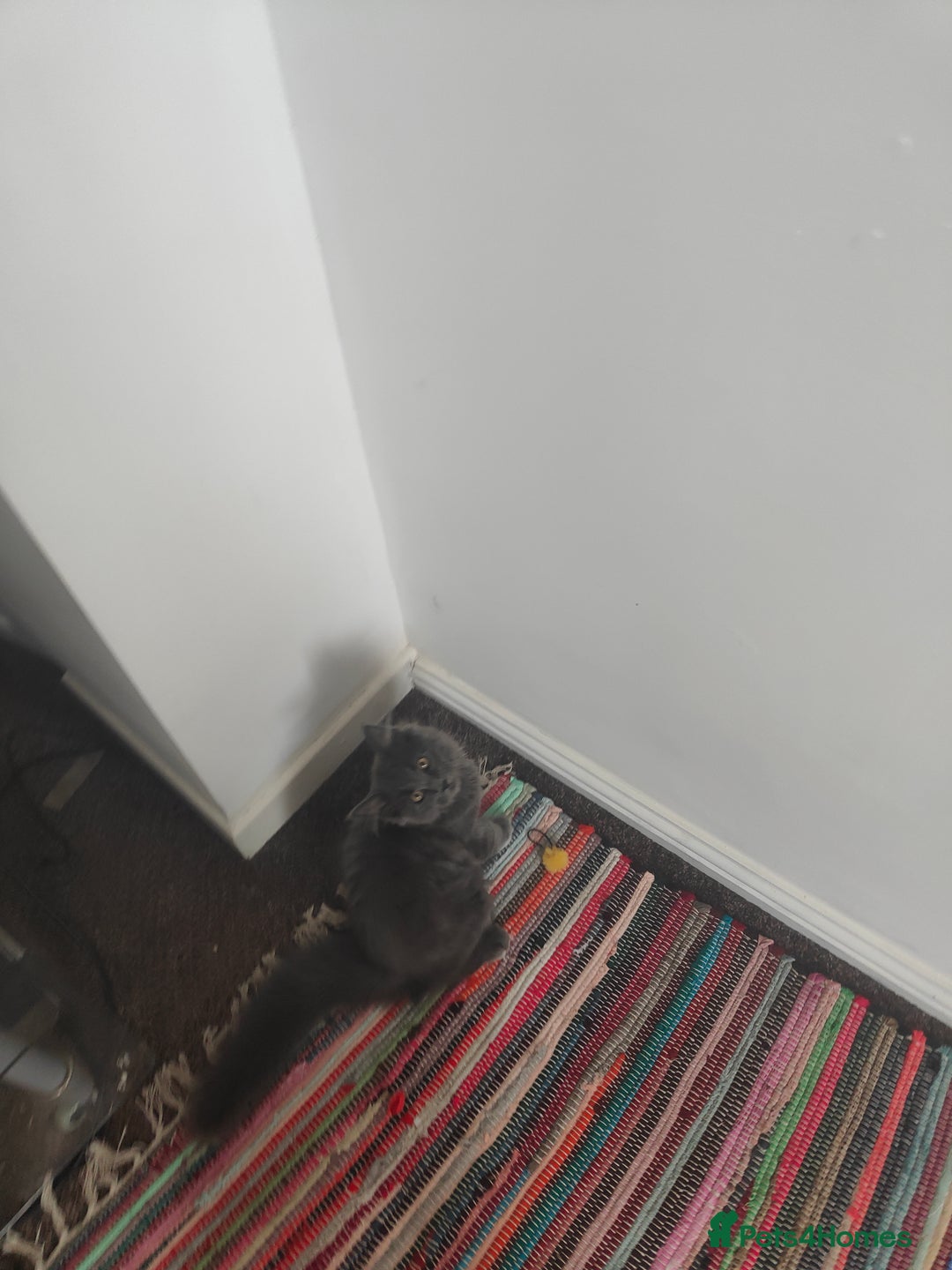 Ragcoon cats for sale: Maine coon X Ragdoll kitten - Image 13