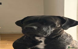 Cane Corso dogs for sale: Pure cane corso puppies  - Advert 1