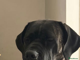 Cane Corso dogs Pure cane corso puppies - Advert 12