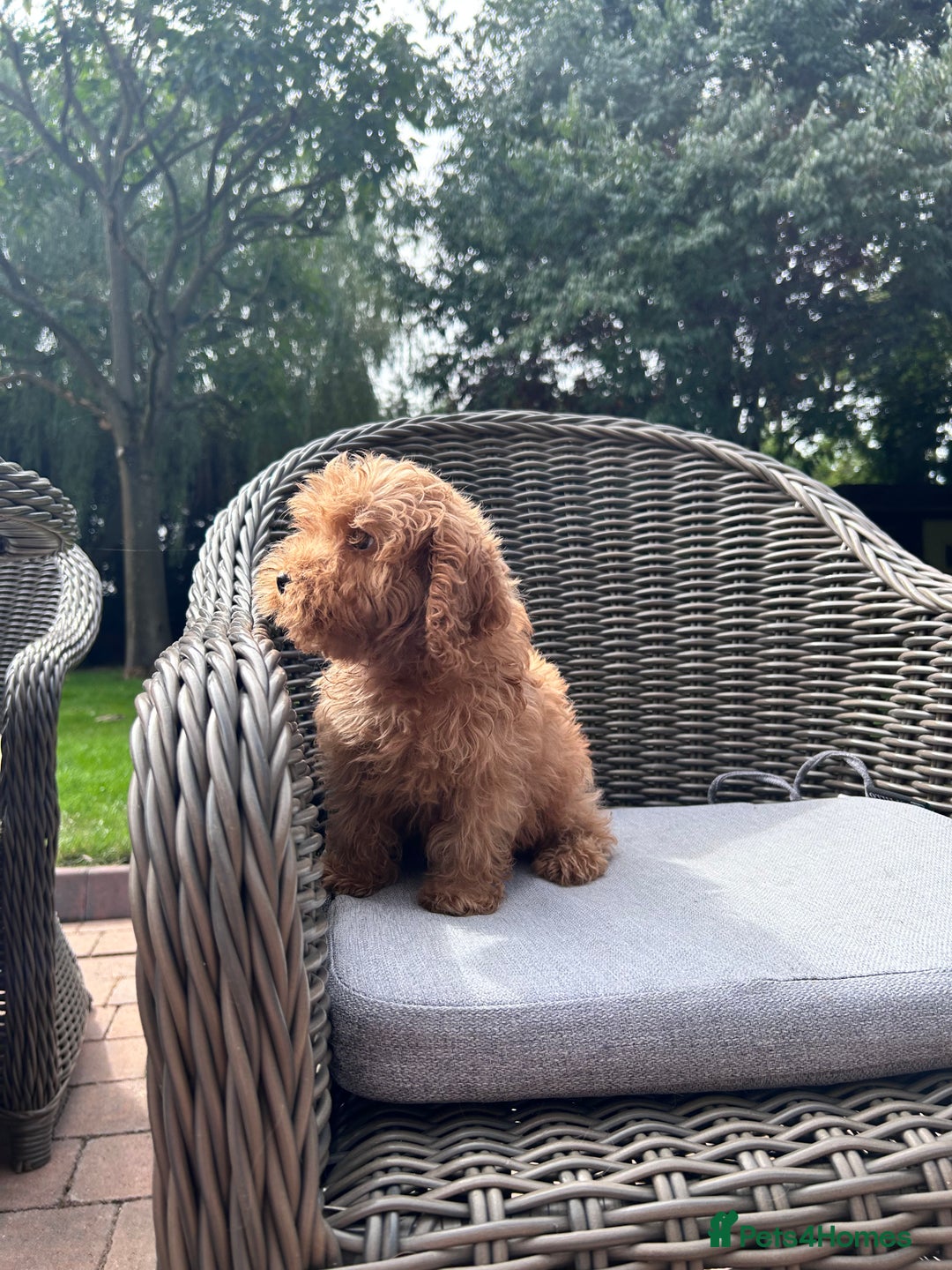 Cockapoo dogs for sale: F1 cocapoos ready to leave in Bishop's Stortford - Image 4