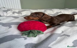 Dachshund dogs for sale: PERFECT MINIATURE DACHSHUNDS BABIES 🐶 - Image 2