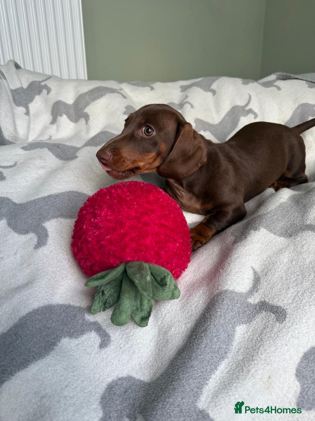 Dachshund dogs for sale: PERFECT MINIATURE DACHSHUNDS BABIES 🐶 - Image 2