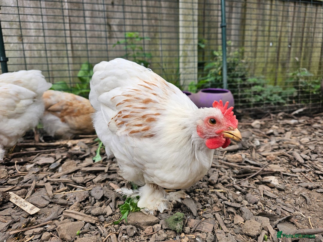 Chickens poultry for sale: ** Stunning friendly Pekin Cockerals available **  - Image 18