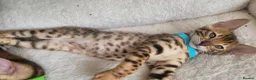 Bengal cats for sale: TICA Registered Bengal Kittens - Advert 11