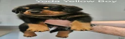 Rottweiler dogs for sale: Family-Raised Pedigree Rottweiler Puppies in Rotherham - Advert 8