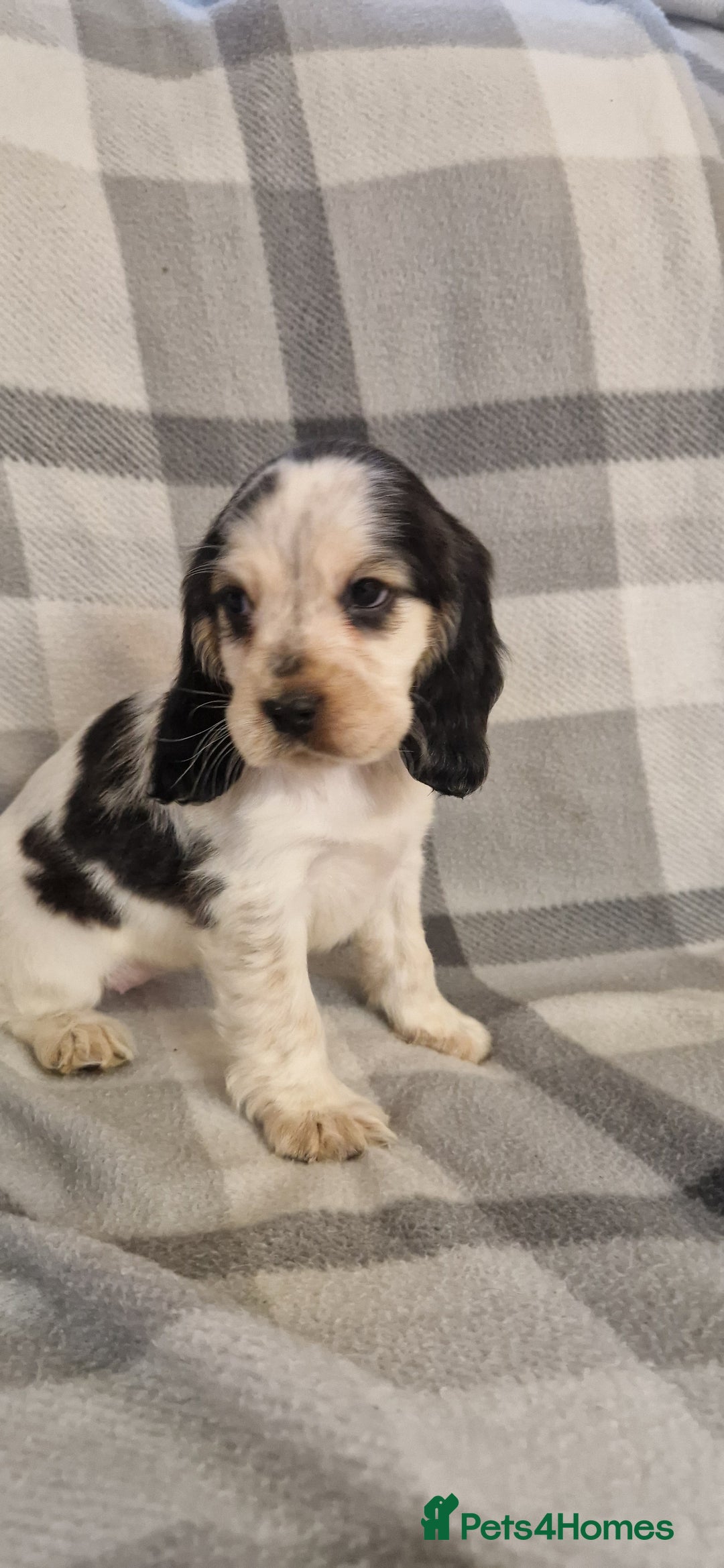 Cocker Spaniel dogs for sale: gorgeous cocker-spaniel puppies  - Advert 6