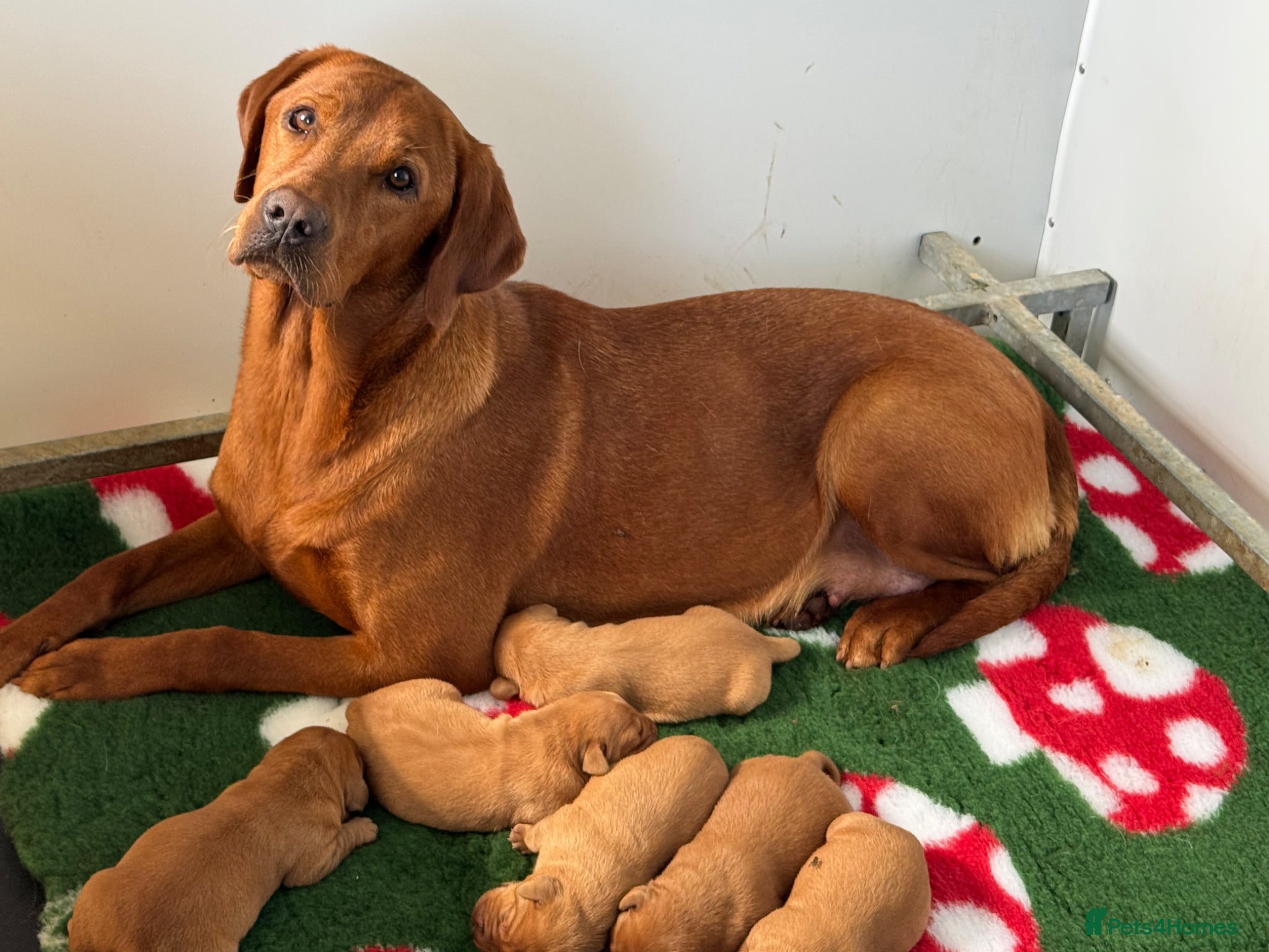 Labrador Retriever dogs for sale: KC litter of Fox Red Labradors  - Advert 8