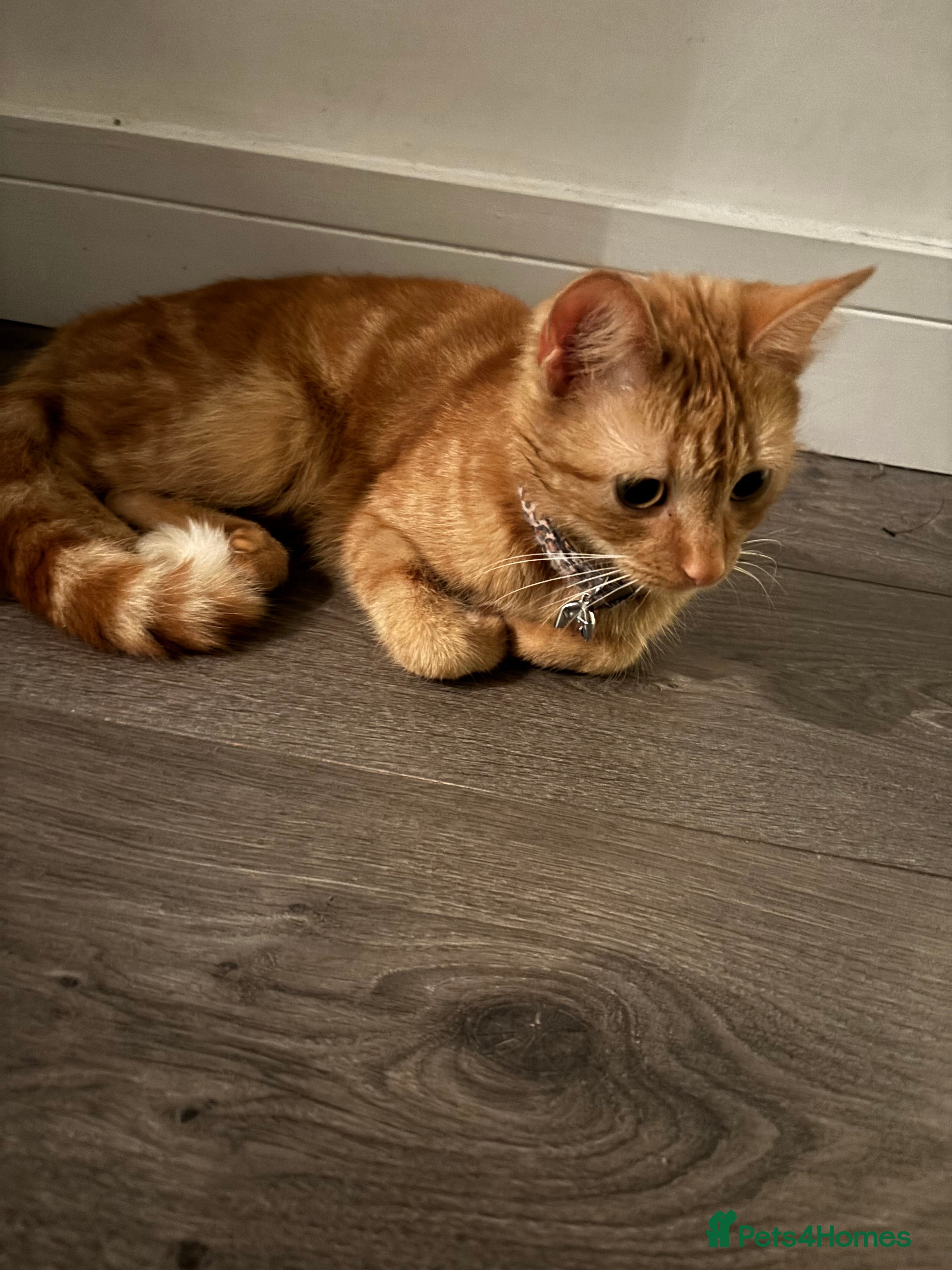 Mixed Breed cats Ginger cat  - Advert 1