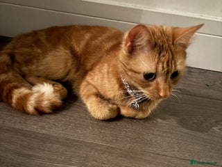 Mixed Breed cats Ginger cat - Advert 4