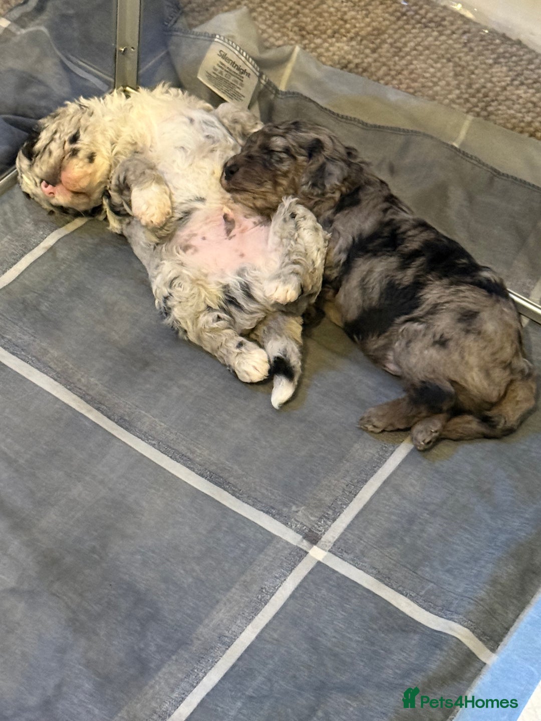 Cavapoo dogs for sale: Merle cavapoo boys  - Advert 11