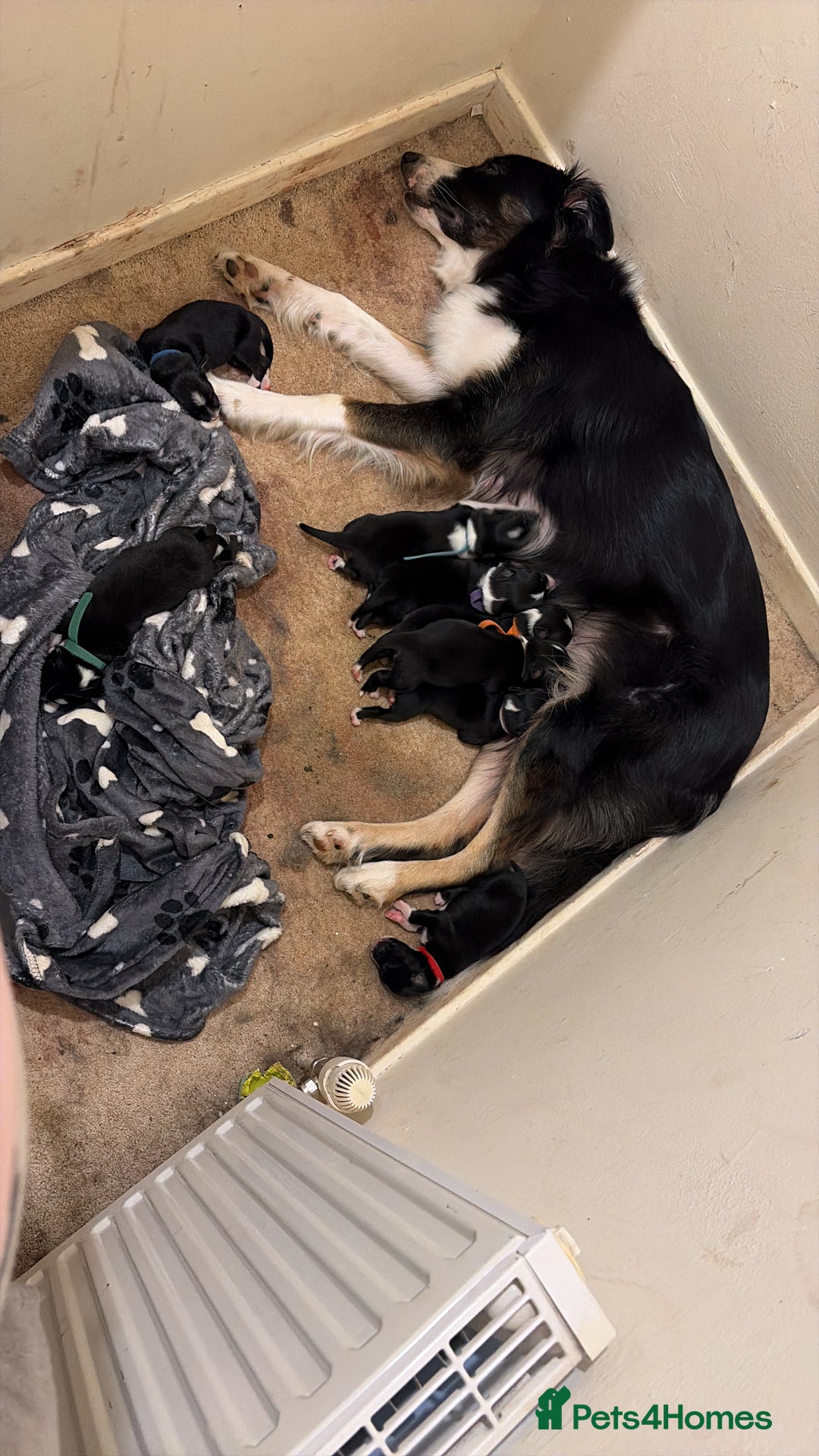 Border Collie dogs for sale: Border collie pups for sale  - Advert 10