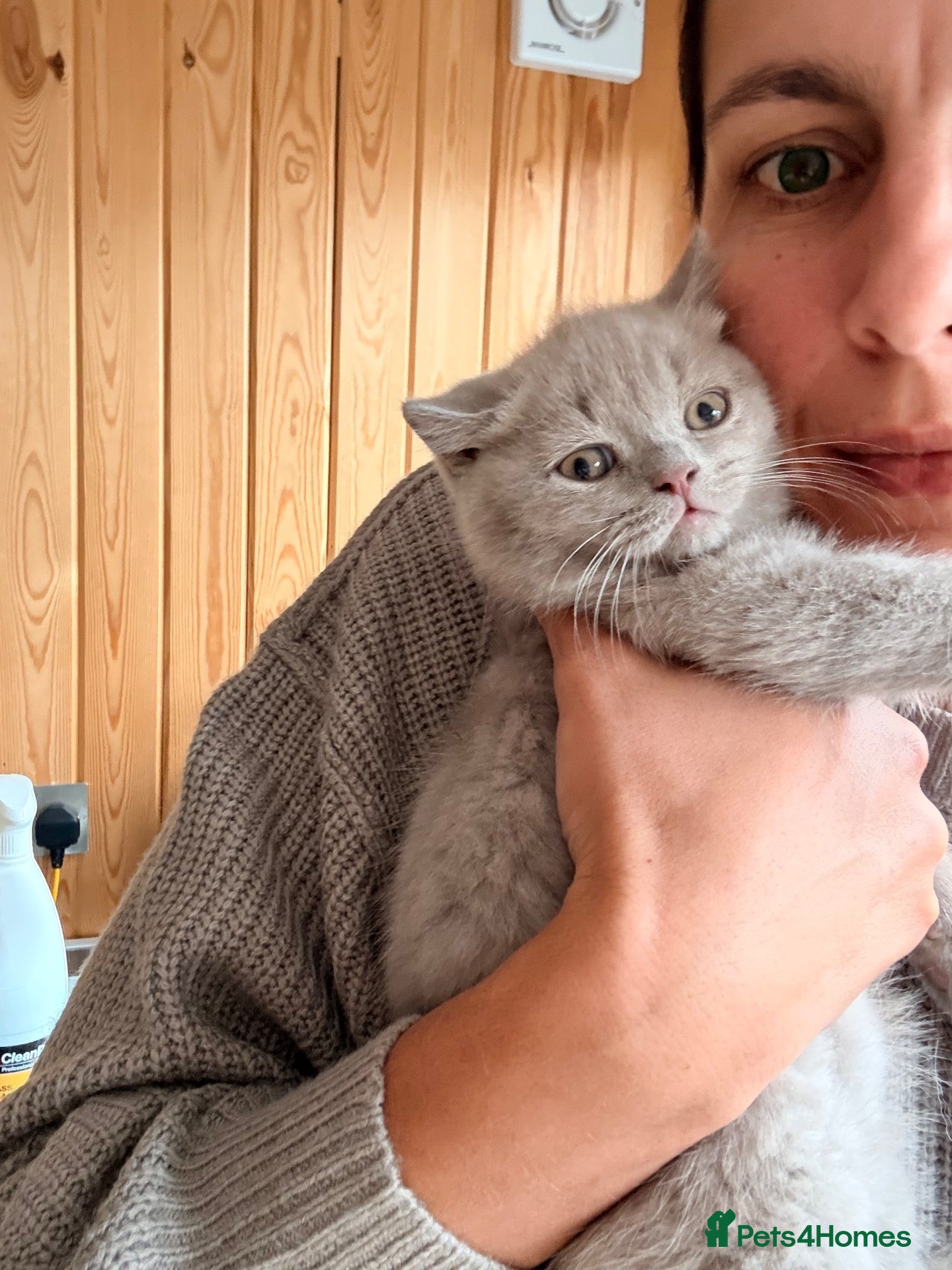 British Shorthair cats 🐾 British shorthair kitten for sale 🐾 - Advert 1