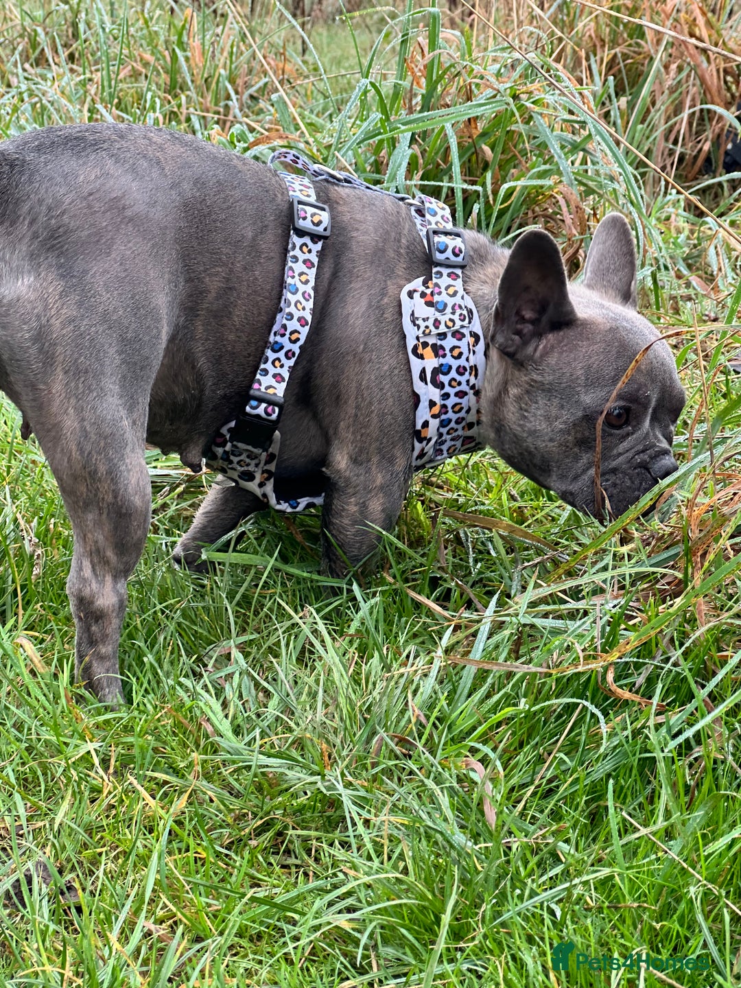 French Bulldog dogs for sale: Dottie & Bow  - Advert 6