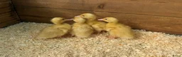 Ducks poultry for sale: Day old female ducklings  - Advert 1