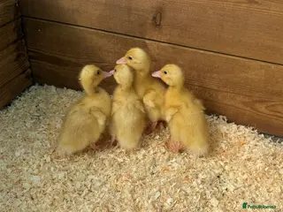 Ducks poultry for sale: Day old female ducklings - Advert 3
