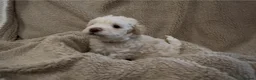 Poochon dogs for sale: Cute Cream/white with brown noses poochon puppies - Advert 7
