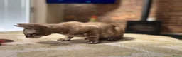 Bengal cats for sale: ⭐⭐⭐ Stunning Rare Charcoal Mink Bengal Kitten ⭐⭐⭐ - Advert 18