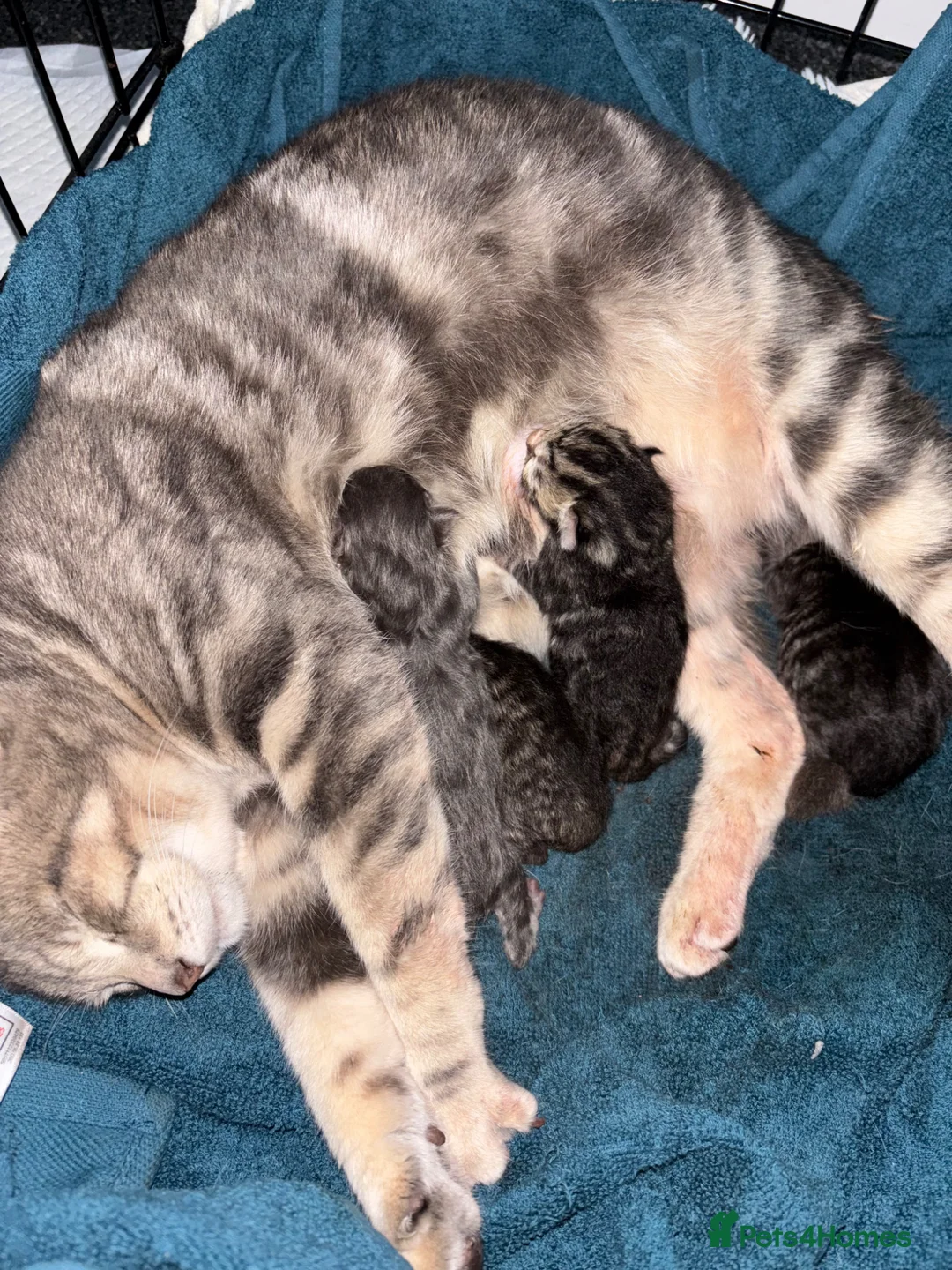 Mixed Breed cats for sale: Kitten  - Advert 1