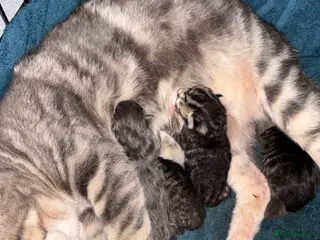 Mixed Breed cats Kitten - Advert 2