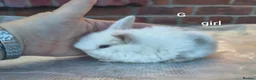 Mini Lop rabbits for sale: Mini lop babies - Advert 5