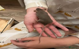 Mouse rodents for sale: X4 adult females and x12 litter  - Image 6