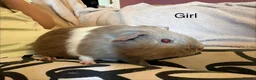 Guinea Pig rodents for sale: Guinea pigs  - Advert 1
