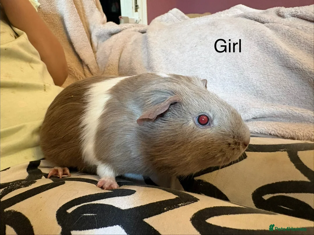 Guinea Pig rodents for sale: Guinea pigs  - Advert 1