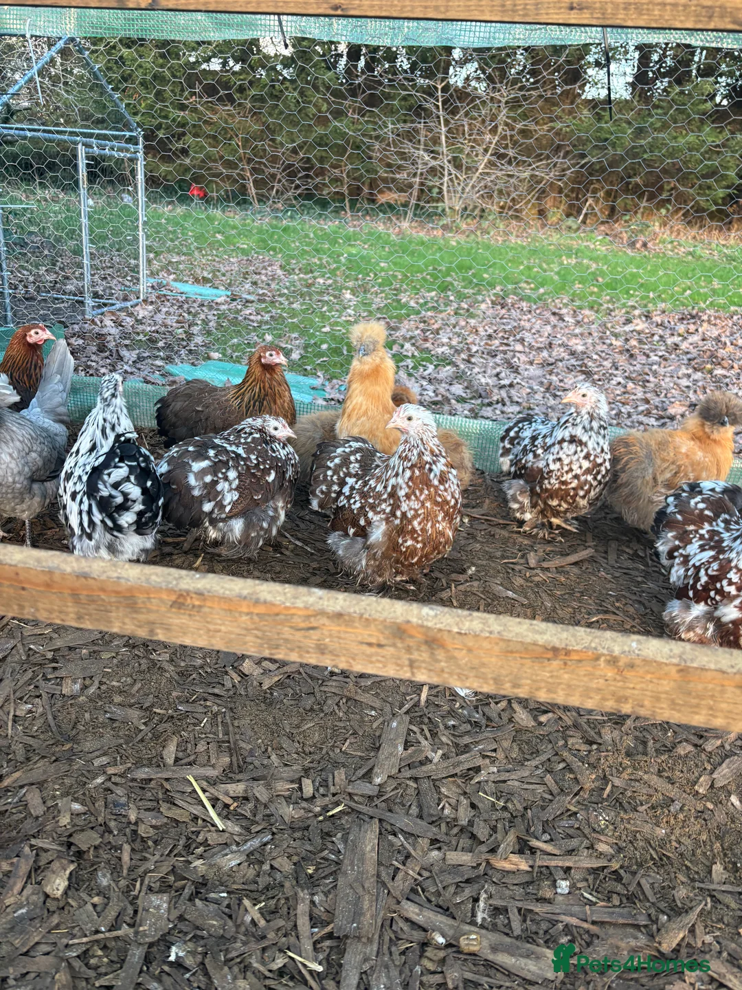 Chickens poultry for sale: Point of lay pekins, and silkies  - Advert 14