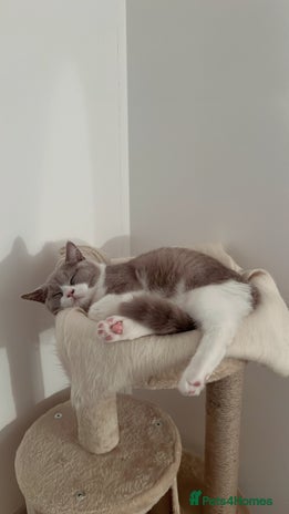 British Shorthair cats - Advert 1